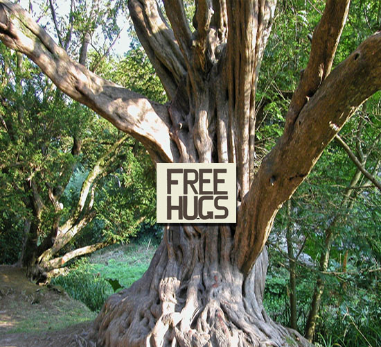 Most Popular Trees On The Big Island Most Popular Trees On The Big Island