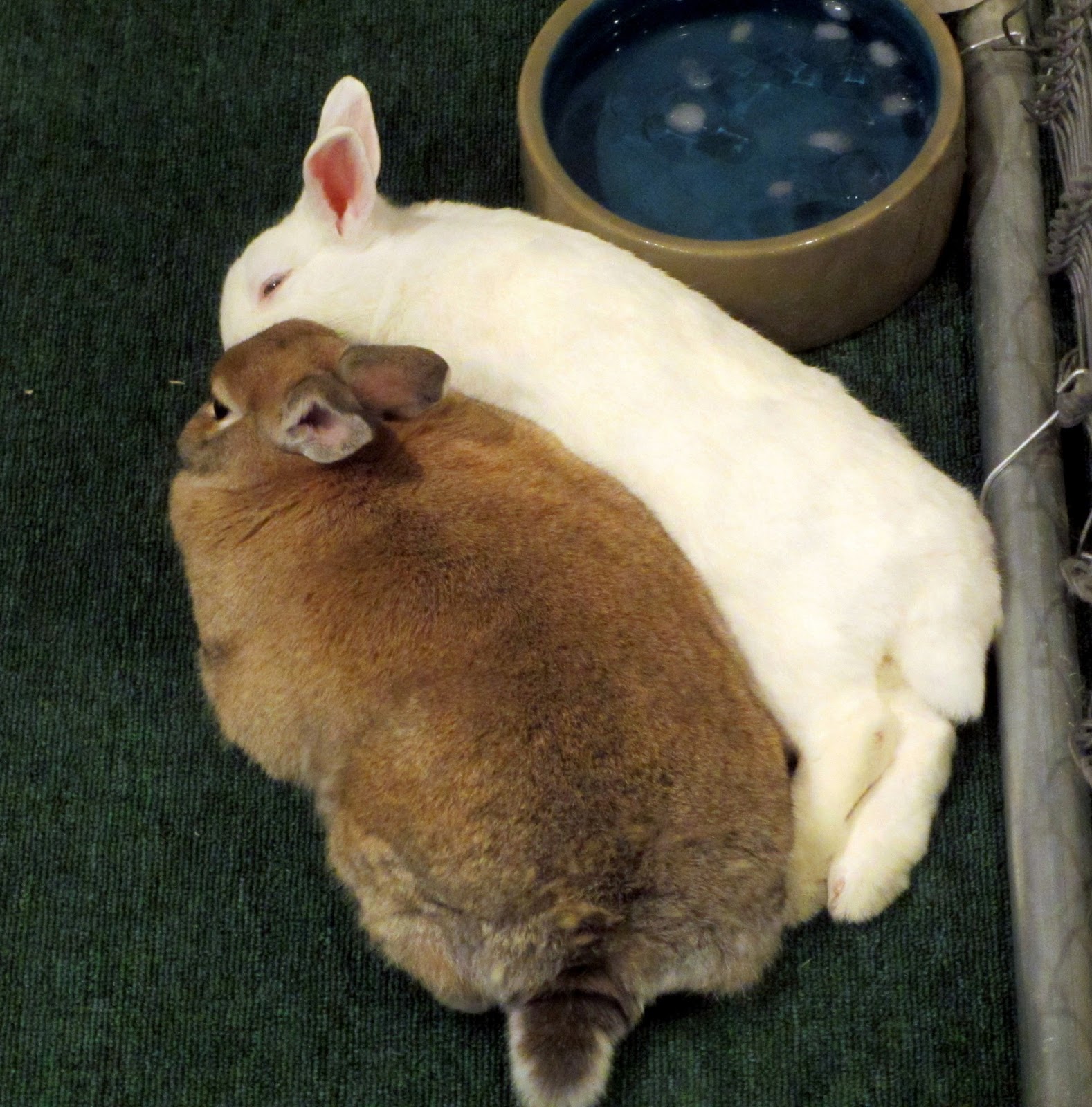 Rabbit Ramblings Snuggle bunnies snuggle