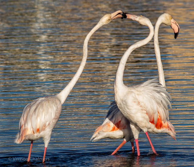 Greater Flamingos Milnerton Lagoon / Woodbridge Island