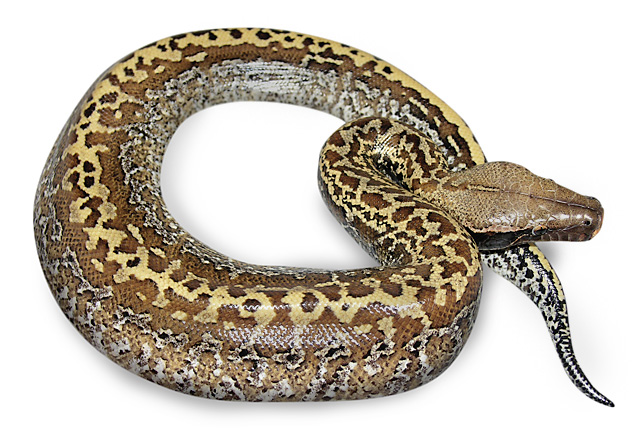 Look the bauties of phyton Batik Snake