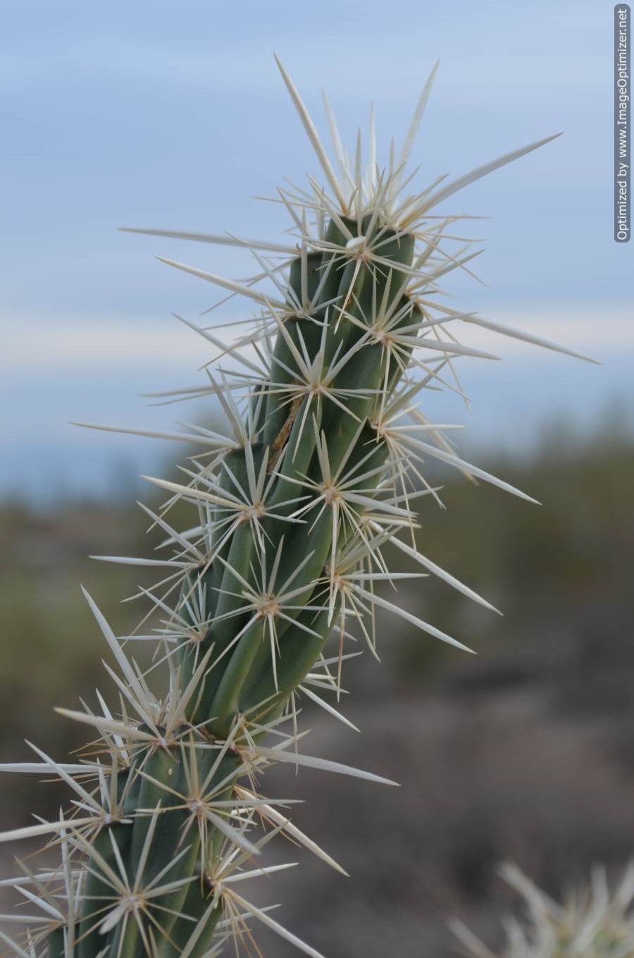 Practical Biology science for everyone How To Identify a Cactus