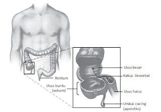 Organ Organ Pencernaan Pada Manusia