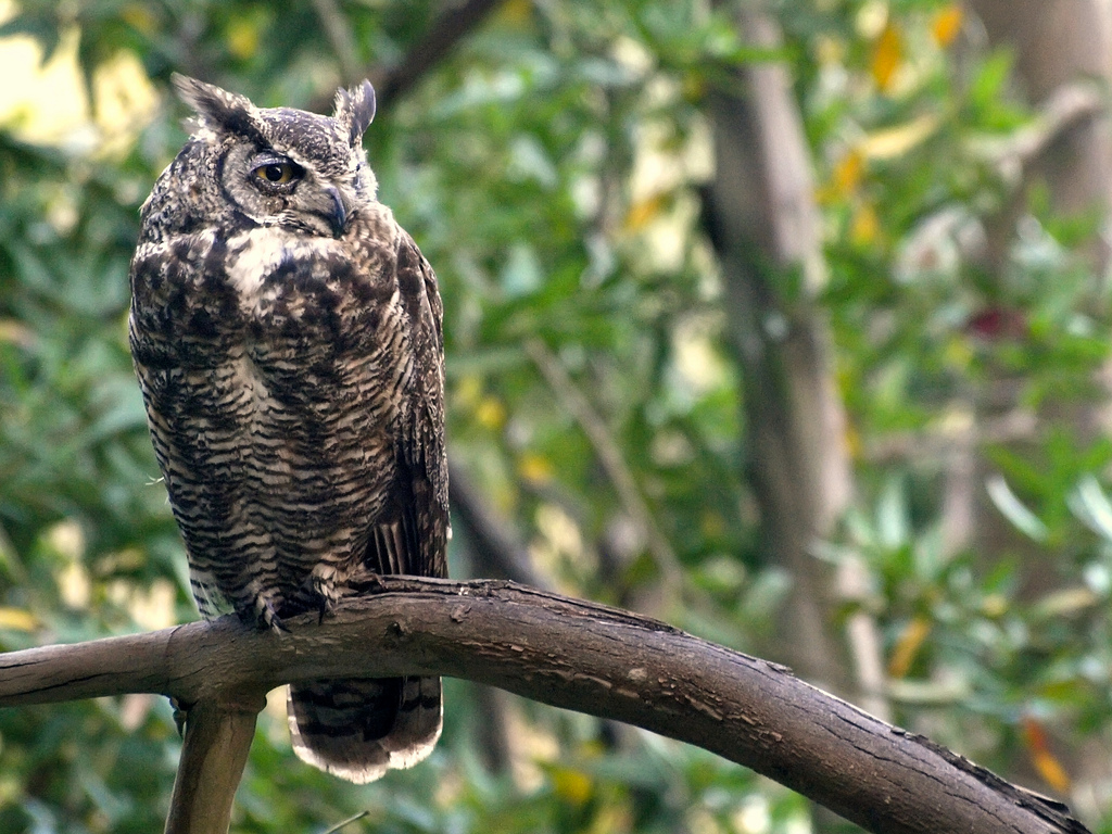 10 Beautiful Photos of Great Horned Owl The Life in The World