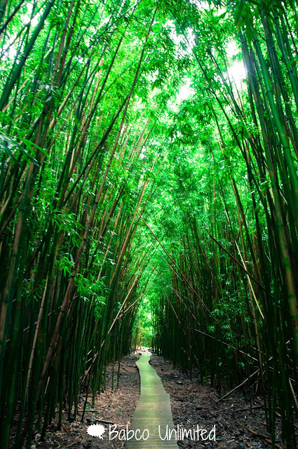 BabcoUnlimited.blogspot.com - Maui, Bamboo Forest, Haleakala National Park