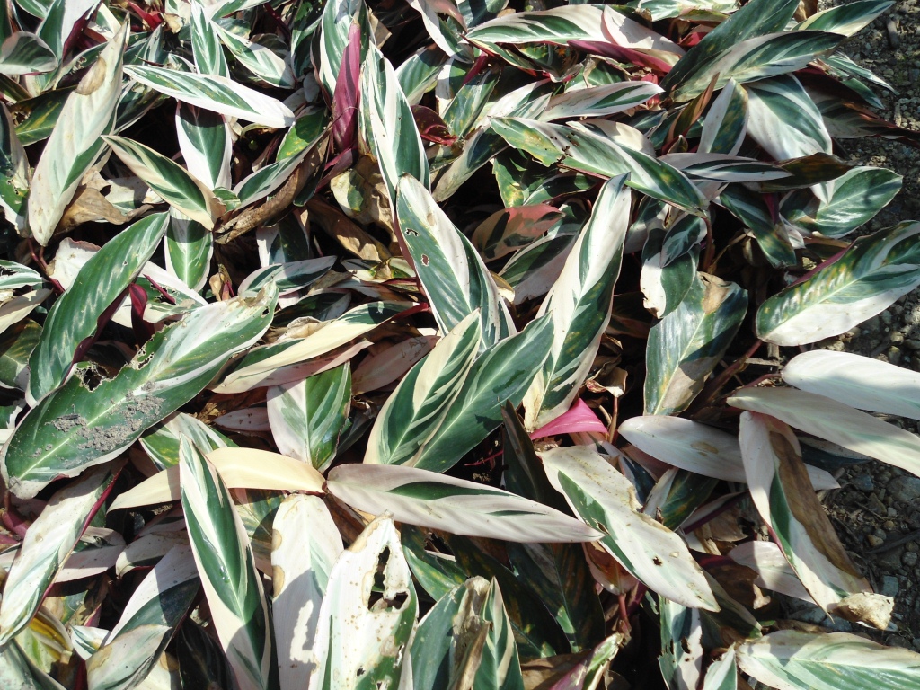 Blog Flora: Forrações - Sombra