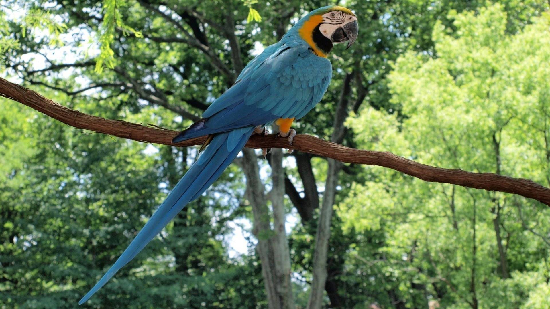 Parrots HD Wallpapers