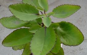 Cara membuat obat tradisional untuk penyakit bisul