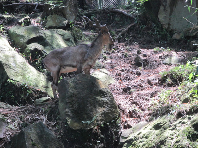 berbagai jenis hewan di Taman Safari Prigen Pasuruan