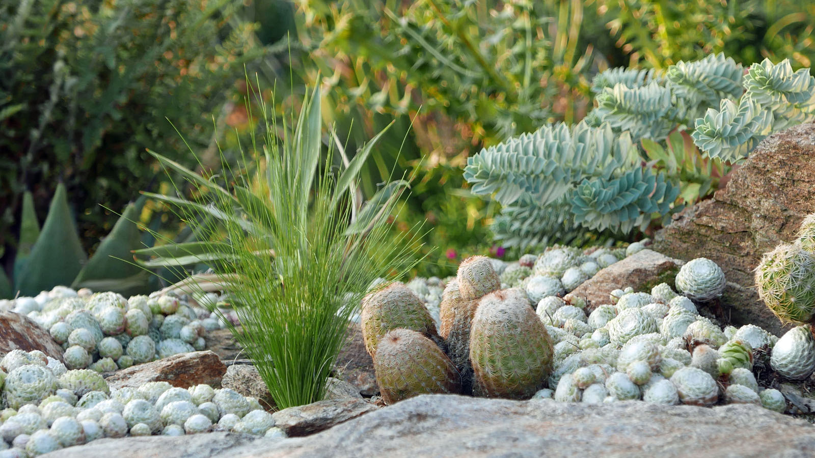 Der Wüstengarten