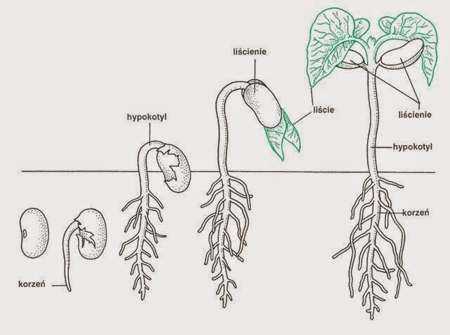 Рассмотрите изображение семени фасоли в разрезе и выполните задания покажите стрелками и подпишите