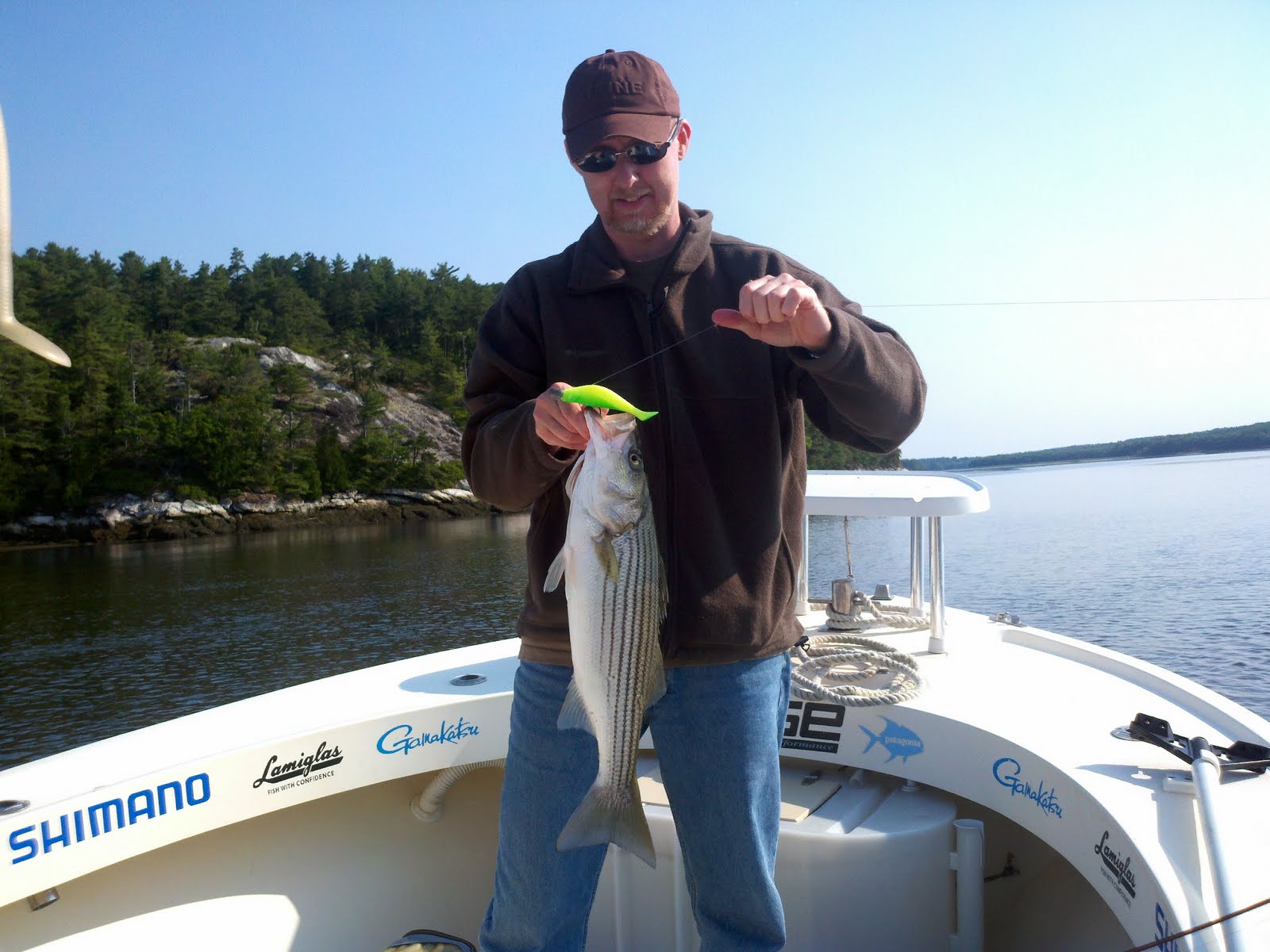 Maine Striper Fishing Charters & Reports Hotline 2076910745 Maine Striper Fishing With Capt