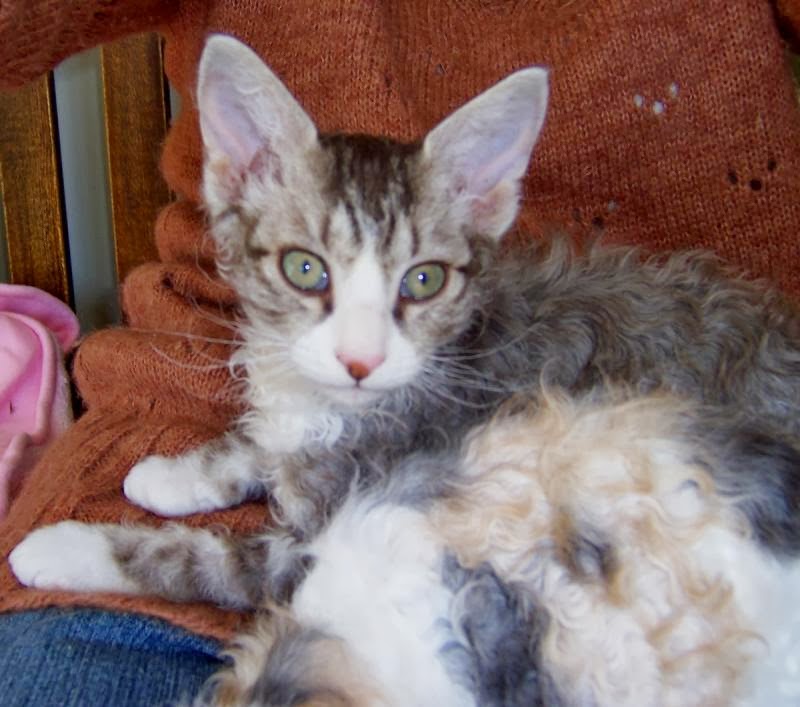 Cat Lucky: LaPerm Cat Breed