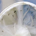 Começa hoje Semana Nacional de Combate ao Aedes aegypti