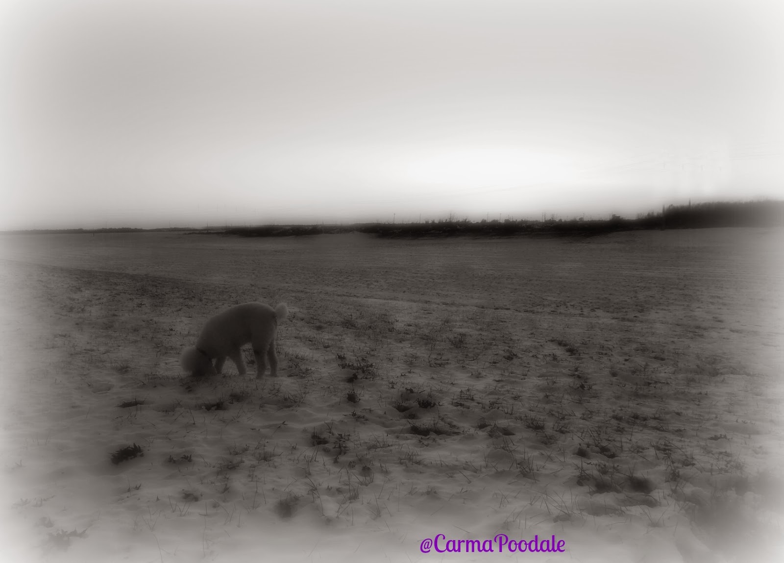 Read 52 Books In 52 Weeks Bw 50 Oh Canada