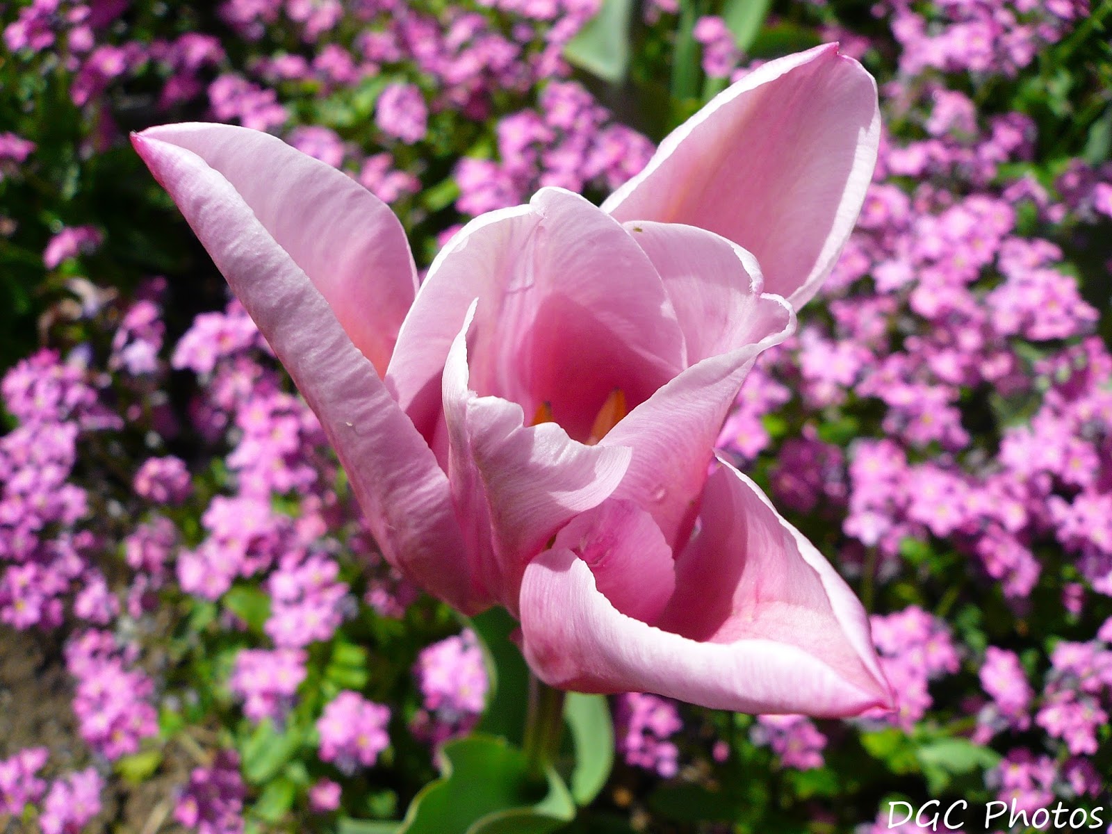 4570book Clipart Mot Damour Sensuel In Pack 4696