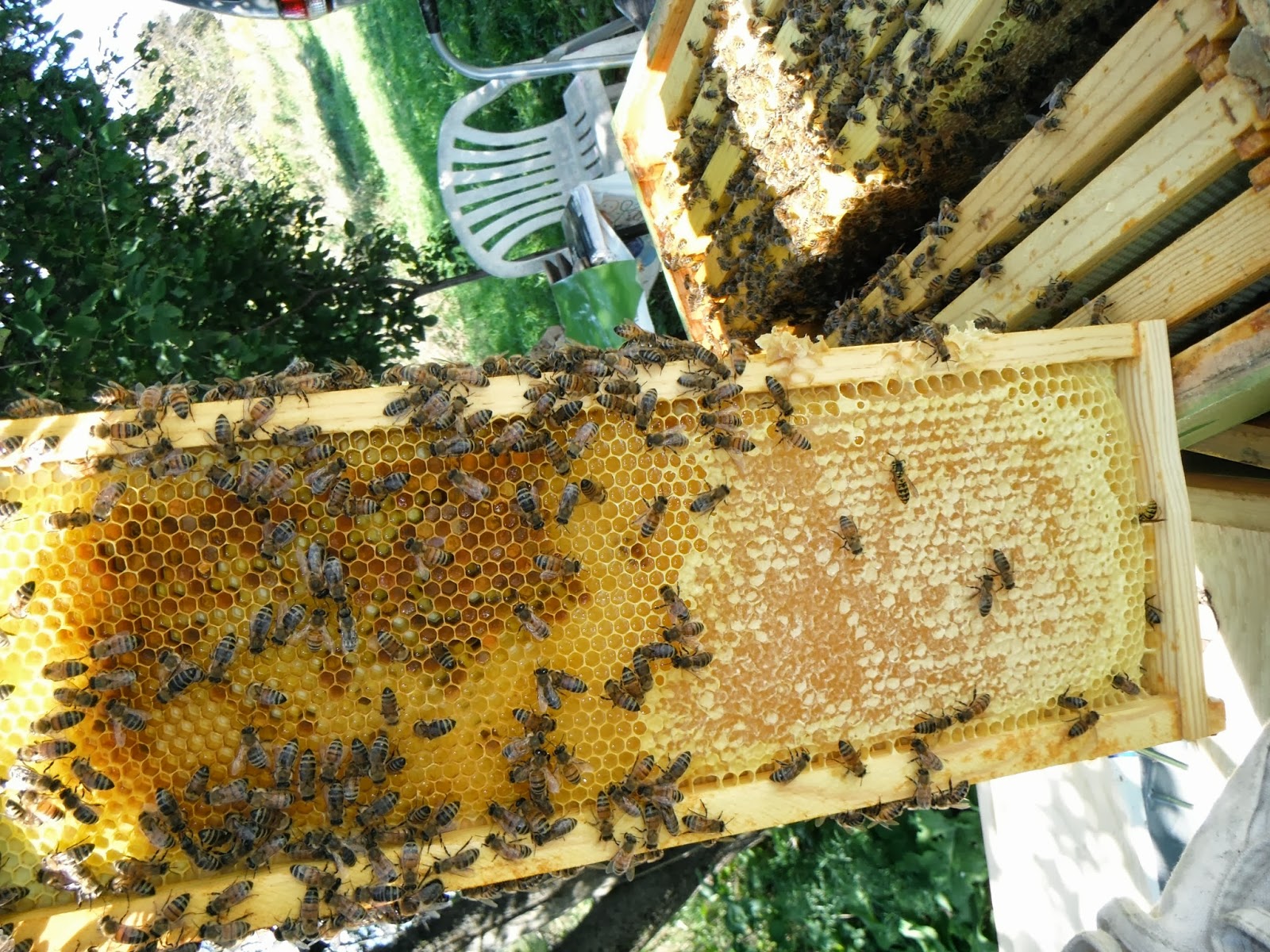 The Bee Journal Subtle Differences between Frames of Brood and Honey