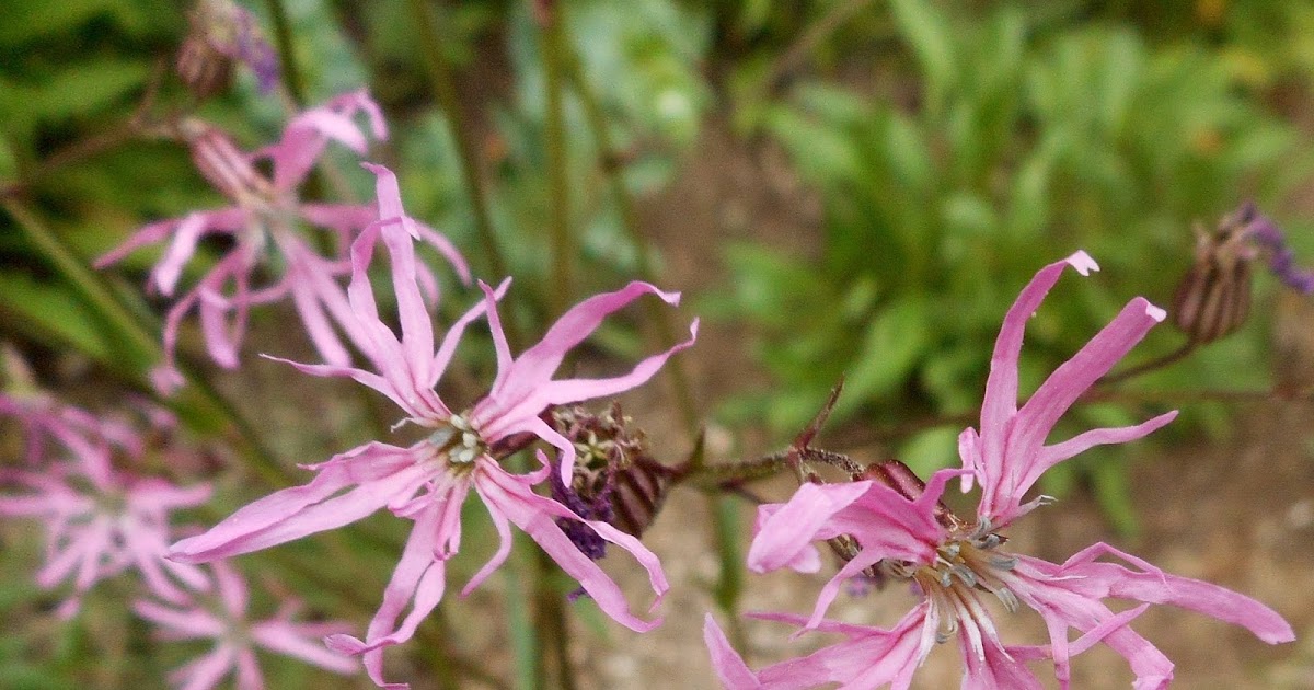 Gypsophila 'Creeping Pink' Baby's Breath 4 Pot - Hello Hello Plants