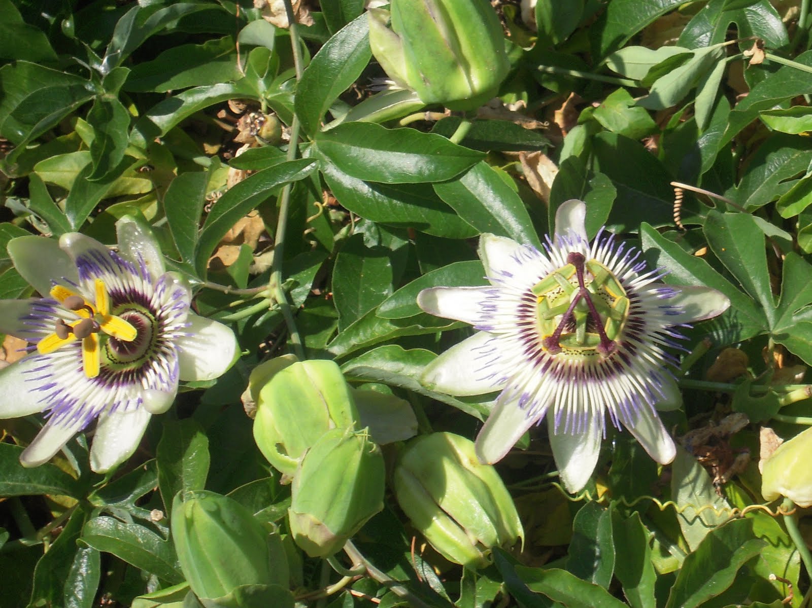 Cheap Size 105 Adidas Yeezy Boost 350 V2