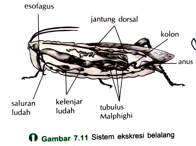 Gambar Sistem  Saraf Hewan  Vertebrata Avertebrata Definisi 