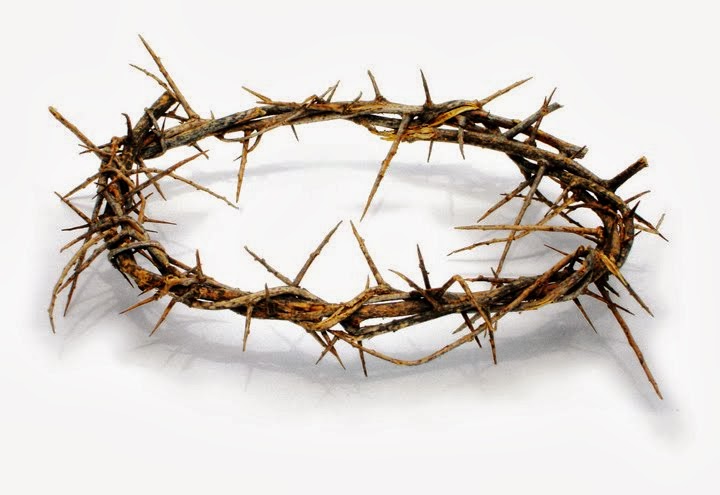 Resultado de imagem para A planta da coroa de espinhos de Jesus?