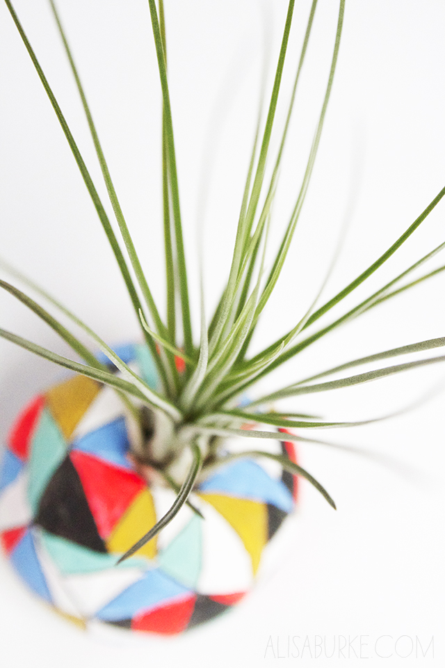 alisaburke air plant pots