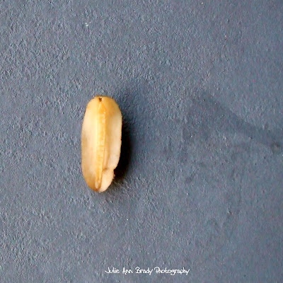 Florida Leatherleaf Slug Underside - Leesburg Florida Florida Leatherleaf Slug Underside - Leesburg Florida