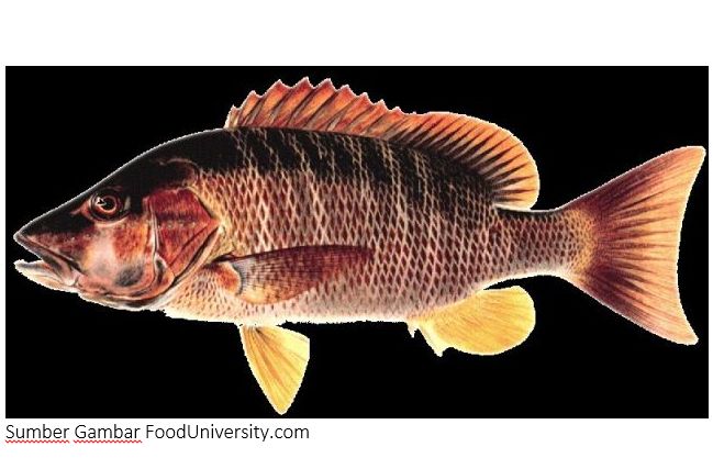 ikan kapak nama saintifik - Jonathan Glover