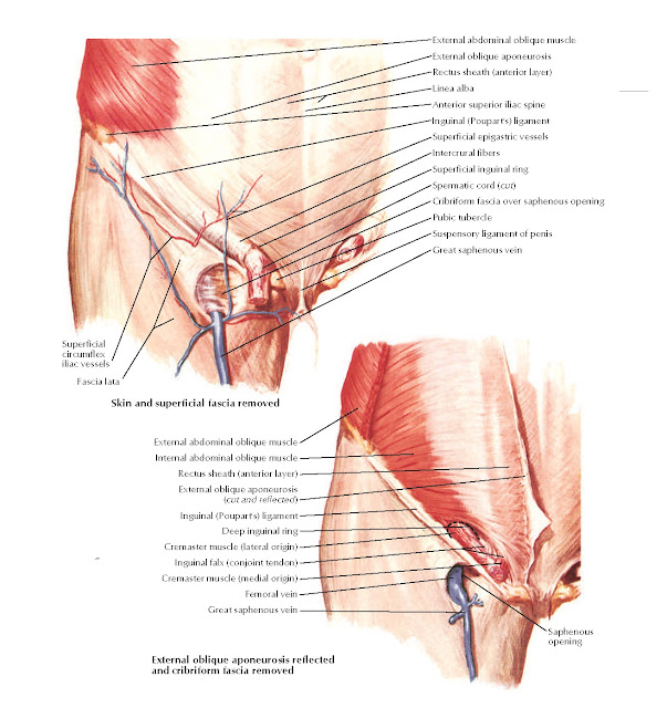 Inguinal and Femoral Regions Anatomy  External abdominal oblique muscle, External oblique aponeurosis, Rectus sheath (anterior layer), Linea alba, Anterior superior iliac spine, Superficial epigastric vessels, Intercrural fibers, Superficial inguinal ring, Spermatic cord (cut), Pubic tubercle, Suspensory ligament of penis, Great saphenous vein, Cribriform fascia over saphenous opening,  Fascia lata, Skin and superficial fascia removed, Superficial circumflex iliac vessels, External abdominal oblique muscle, Internal abdominal oblique muscle, Rectus sheath (anterior layer), Deep inguinal ring, Femoral vein, Great saphenous vein, Cremaster muscle (lateral origin), Cremaster muscle (medial origin), Inguinal falx (conjoint tendon), External oblique aponeurosis (cut and reflected), External oblique aponeurosis reflected and cribriform fascia removed Saphenous opening, Inguinal (Poupart's) ligament, Inguinal (Poupart's) ligament.