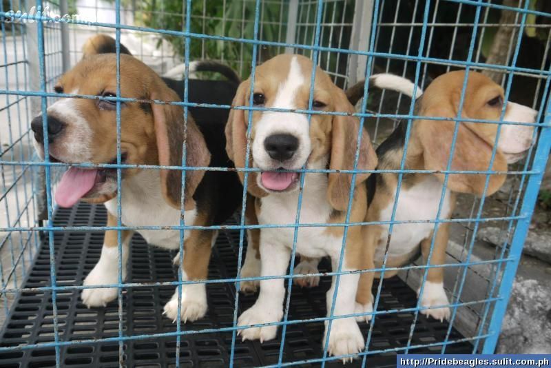 Dogs Philippines Beagle Pups for Sale