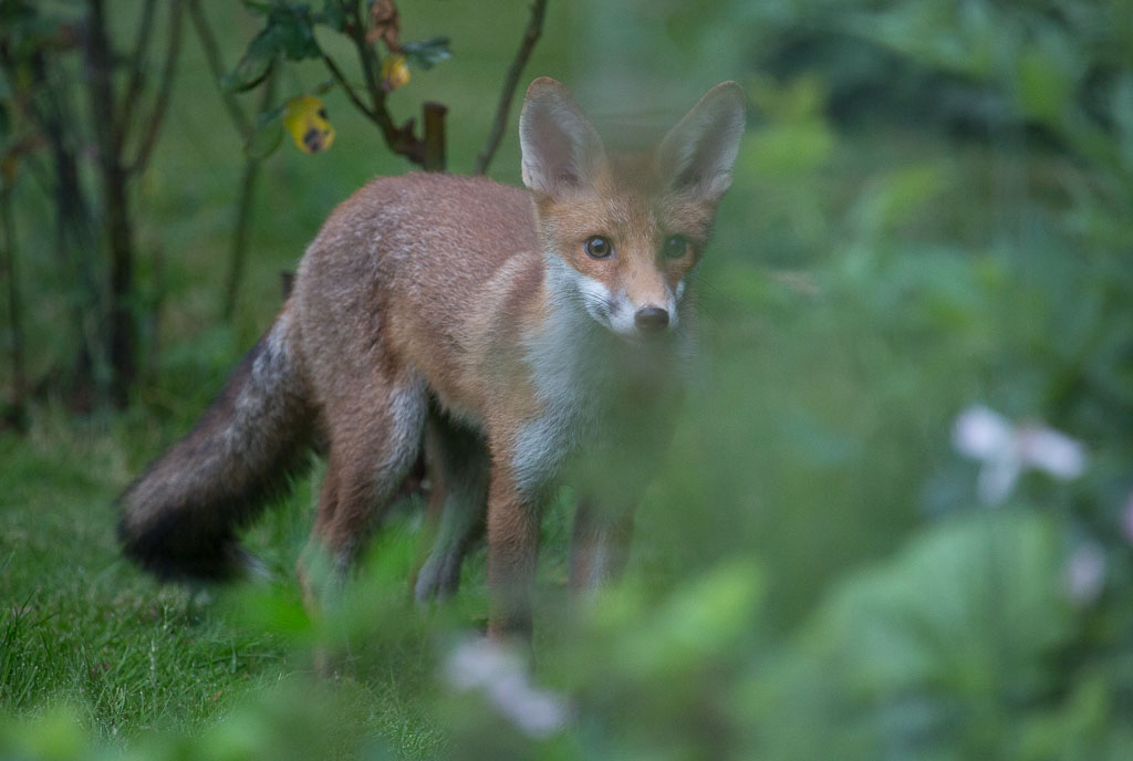 Shadows & Light Sad Fox News