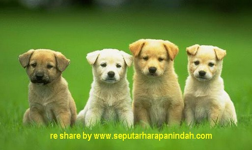 Beberapa Alamat Petshop di Bekasi - Seputar Harapan Indah