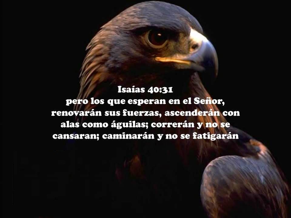 aprendiendo-la-sana-doctrina-isa-as-40-31