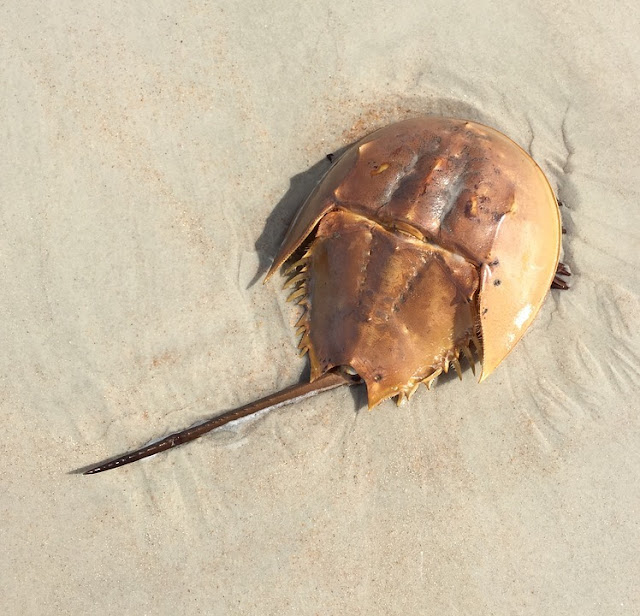 Endangered New Jersey Horseshoe Crabs Come Ashore from the Delaware Bay