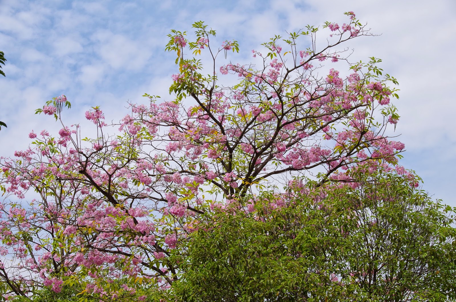 Trees and Plants: Trumpet Tree (Tabebuia Rosea)
