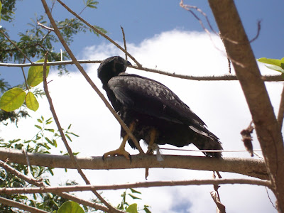 animal rescue in Nicaragua