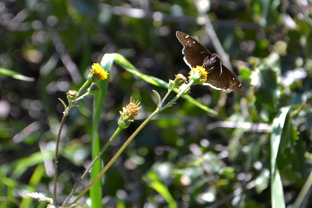 dark brown simple butterfly