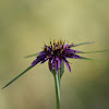 http://wild-flowers-of-europe.blogspot.nl/2015/06/tragopogon-porrifolius.html