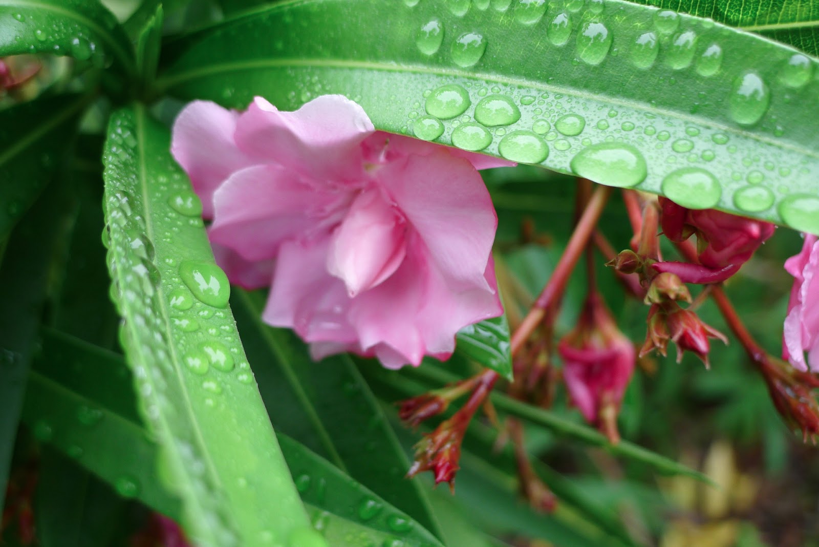 Sushi Lovers Rainy Season Flowers