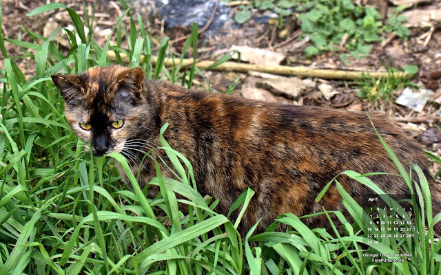 April 2012 free desktop wallpaper pets, Georgia Tortie kitten. Click for full size, right-click and select save as desktop background