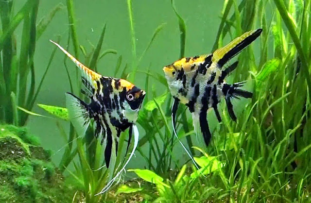 budidaya ikan manfsih