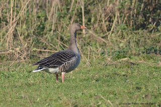 vogelskijkenmetpeter: VOGELMOMENT GRAUWE GANS
