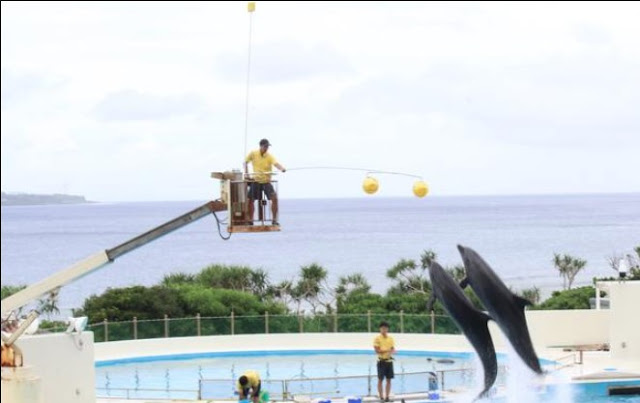  Menjelajahi Churaumi Aquarium, Menemukan Misteri Bawah Laut Okinawa