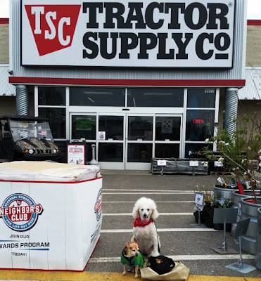 a poodle, a chihuahua in front of Tractor Supply Store