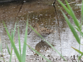 Common Snipe - Higher Moors, Scilly