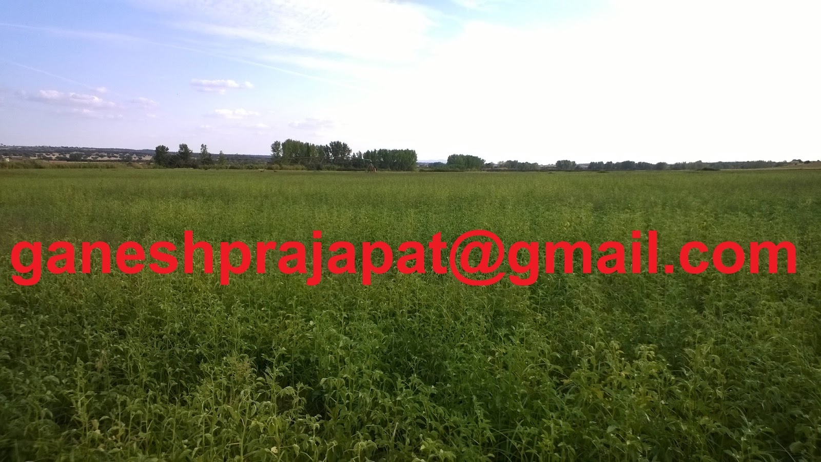 GUAR GUM INFORMATION AND GUAR GUM CULTIVATION IN INDIA ग्वार और ग्वार