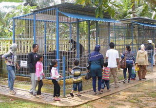 Mini Zoo Kijang ~ Budaya