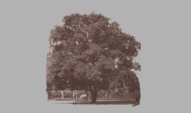 Gedichte Und Zitate Fur Alle Die Linde Im Gedicht