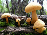  jamur adalah tanaman yang tidak memiliki hijau daun  ciri-ciri Tumbuhan jamur 