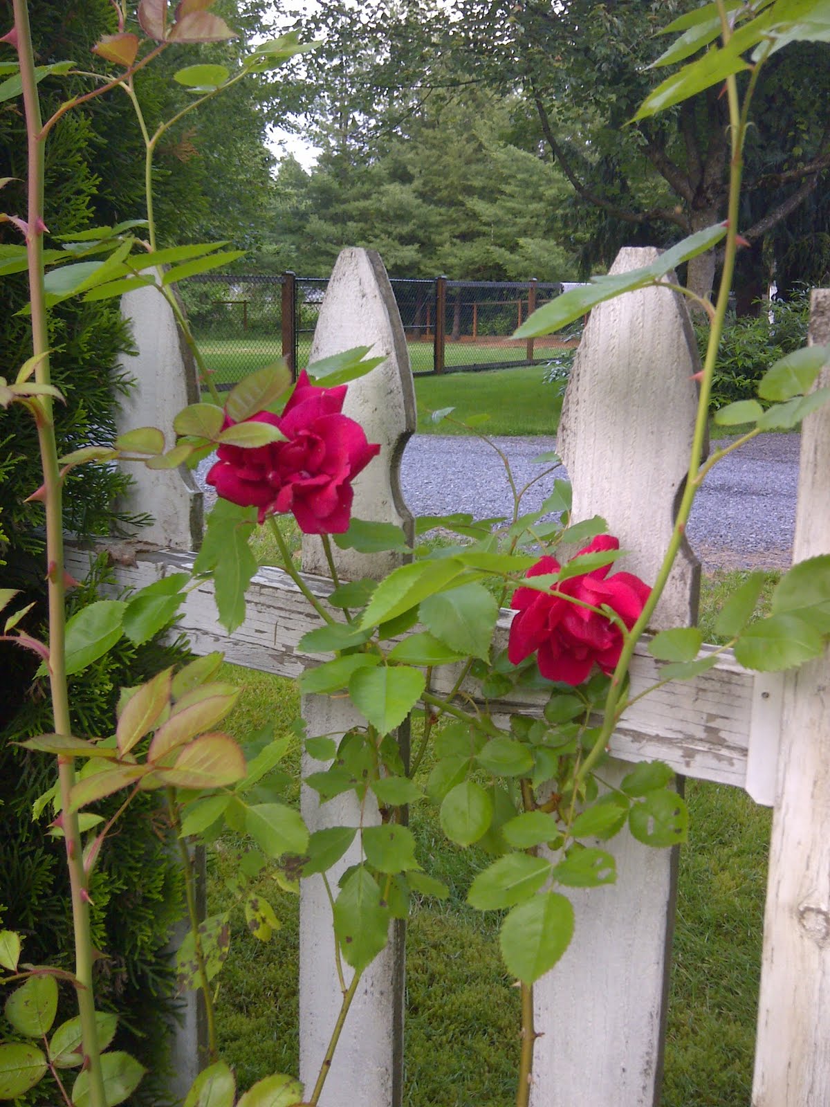 The Slow Life Roses Climbing a White Picket Fence