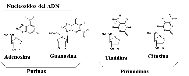 Estructura del ADN